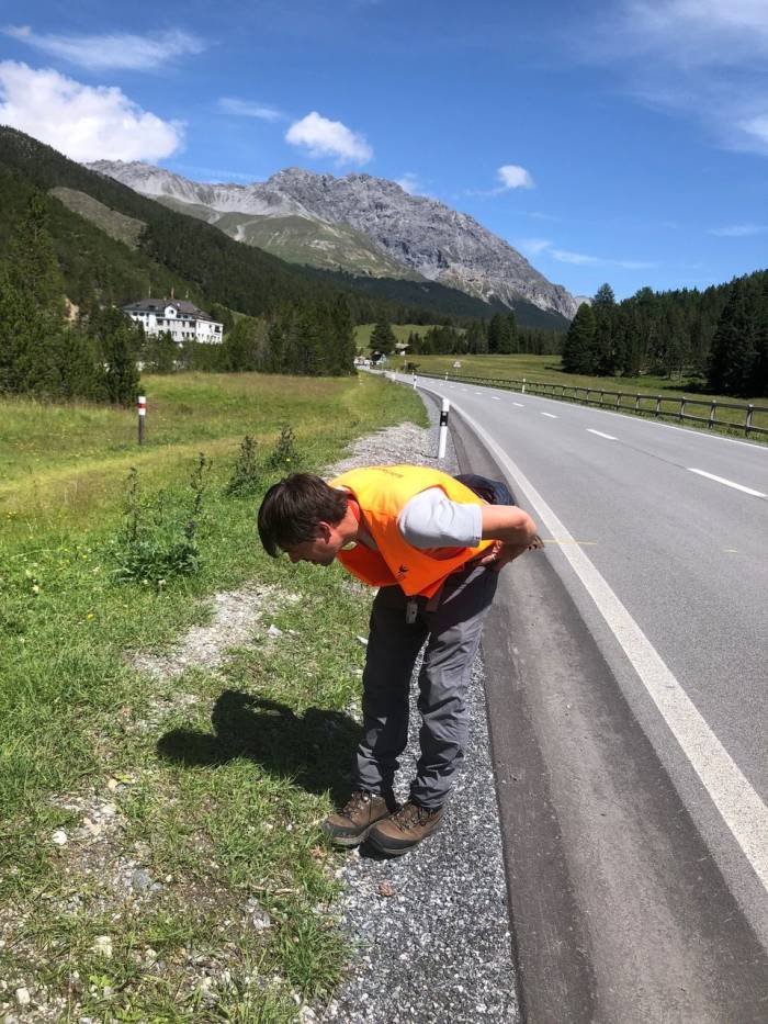 Die Ofenpassstrasse im SNP wird in Zukunft jährlich nach invasiven Neophyten abgesucht.