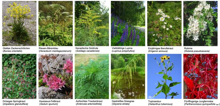Alle invasiven Pflanzenarten, die im Umkreis von 5 km um den SNP auftreten. Helfen Sie mit, ein Eindringen in den SNP zu verhindern: Entfernen Sie diese Pflanzen aus Ihrem Garten, und melden Sie uns bitte jegliches Vorkommen im Unterengadin. Herzlichsten Dank!