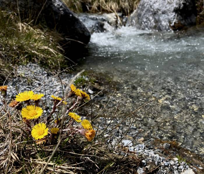 In den Flussauen erwacht die Natur.