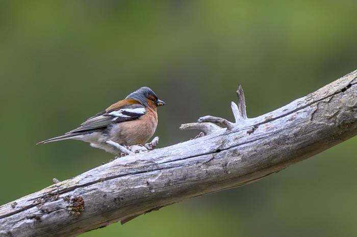 Frühling liegt in der Luft beim Gesang der Singvögel, wie hier der Buchfink (Fringilla coelebs). 
