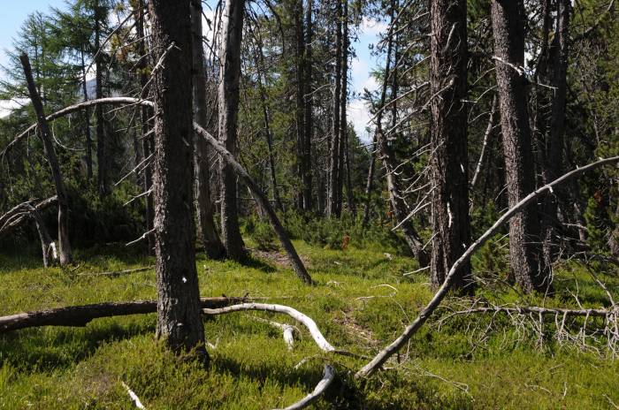 Im Bergföhrenwald im SNP liegt und steht viel Totholz; entsprechend hoch sind die Bestände der Höhlenbrüter.