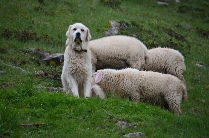 Vor allem Schafherden werden immer mehr auch durch Herdenschutzhunde geschützt.