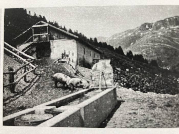 Bereits damals erfreuten sich die Alpschweine eines schönen Sommers, ebenfalls auf der Alp Praditschöl.