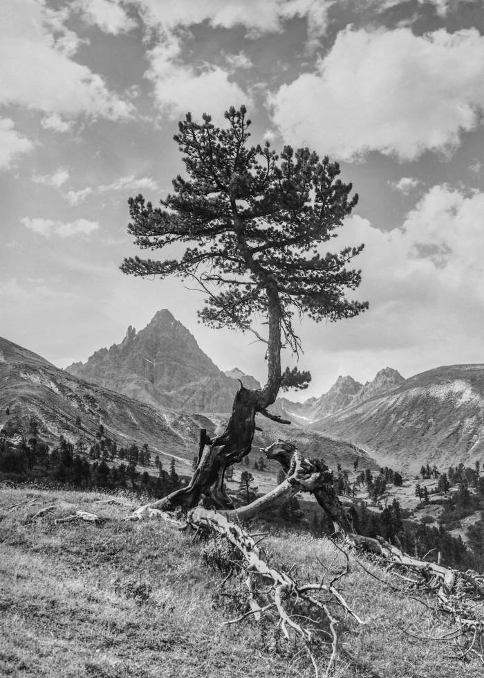 Arve auf dem Rastplatz Val Mingèr it dem Piz Plavna Dadaint, aufgenommen von Johann Feuerstein vor 1918. Im Verlaufe des 20. Jahrhunderts wurde dieses charakteristische und attraktive Duo dutzendfach fotografiert.