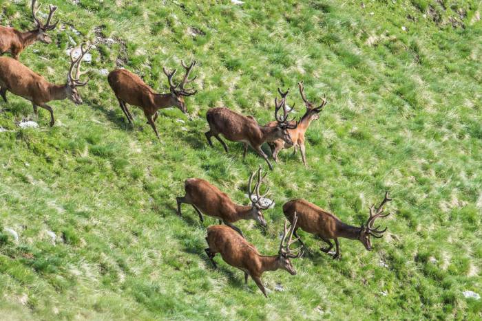 Die Hirsche ziehen weg. Ob sie Wind vom Fotografen bekommen haben?