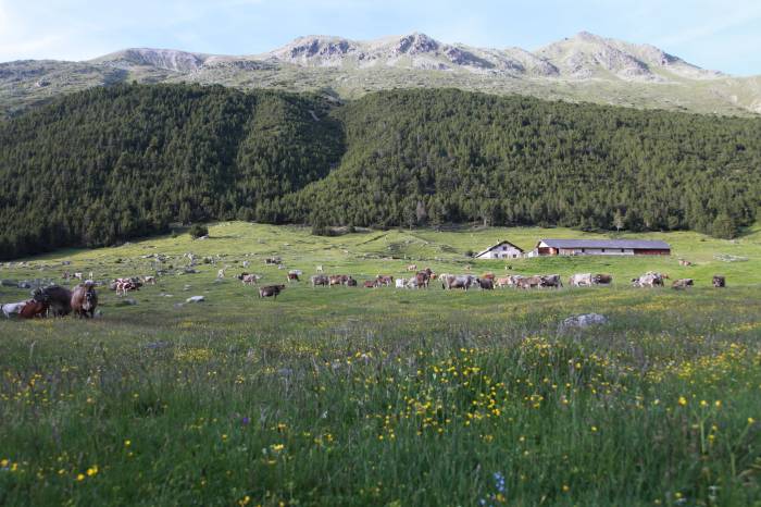 Alp Mora