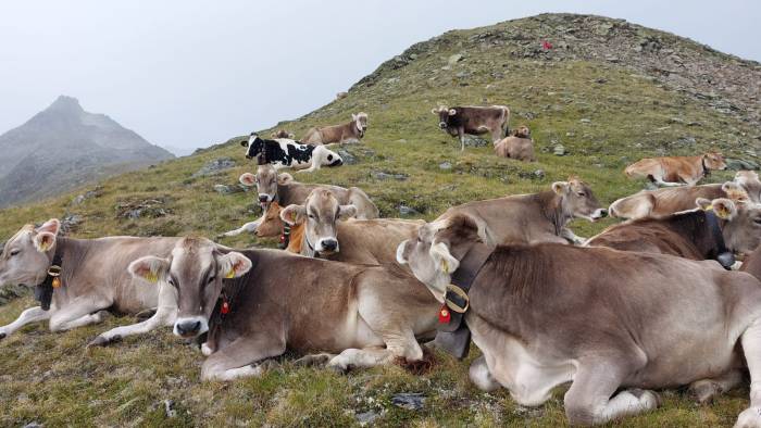 Friedliche Alpstimmung beim Jungvieh auf Murtera.