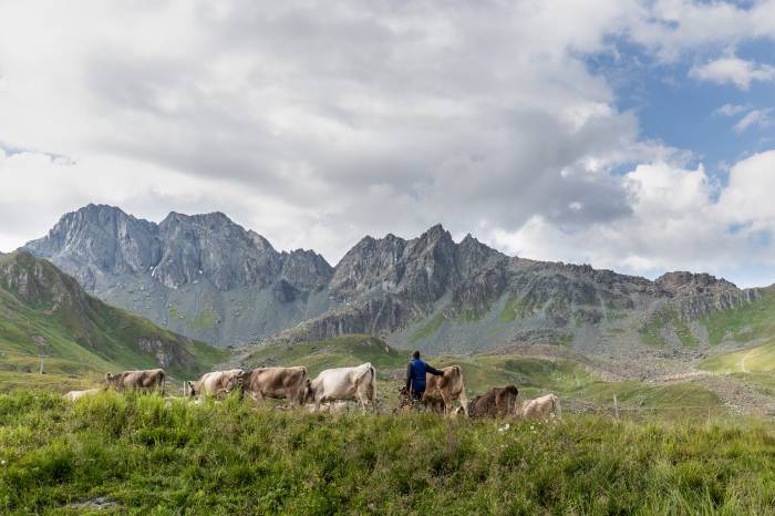Ist nicht immer so einfach, wie es aussieht. Das Hirtenleben auf den Alpen.