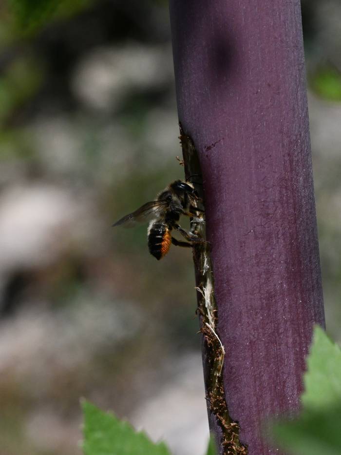 Stängel-Blattschneiderbiene beim Nestbau.