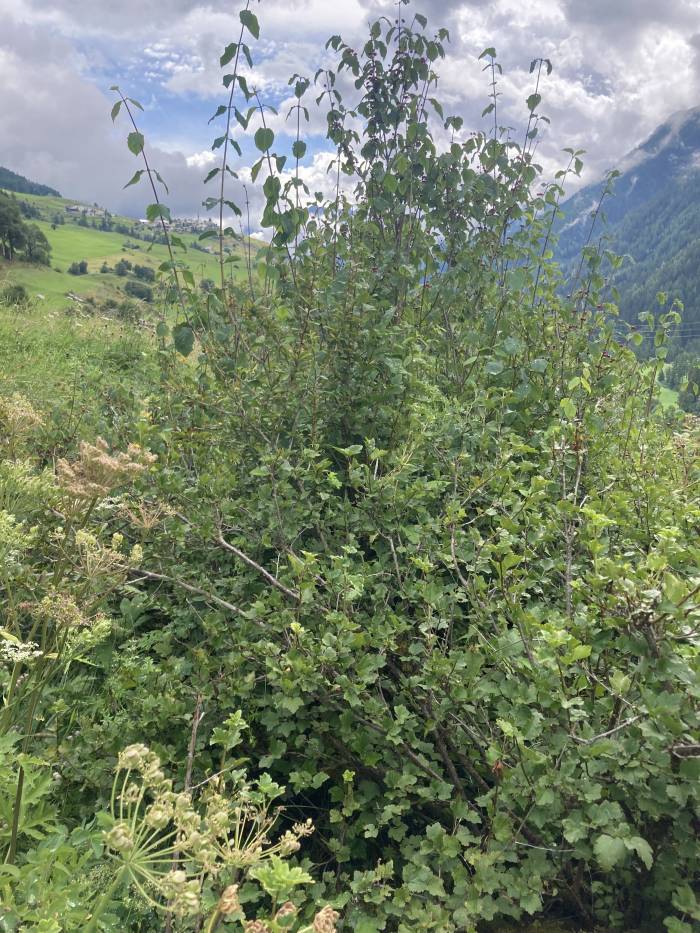 In der alten Siedlung Gonda gibt es noch Johannisbeeren aus dem 17. Jahrhundert.
