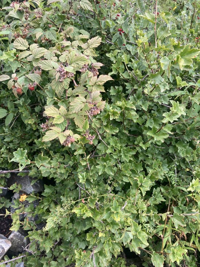 Wilde Beeren sind im Gegensatz zu den kultivierten oft noch etwas säuerlicher.