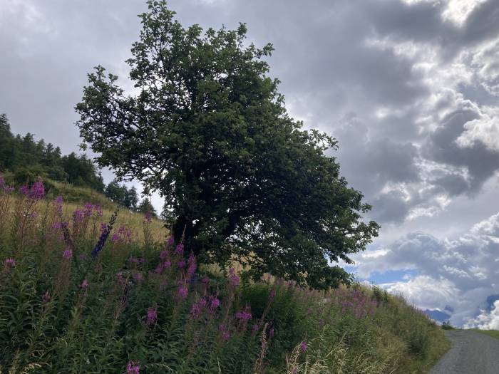 Am Weg nach Guarda steht ein über 100-jähriger Apfelbaum.