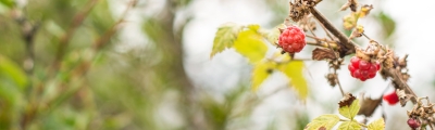 Wilder Himbeerstrauch in voller Reife – eine von vielen essbaren Wildfrüchten, die im Sommer in der Natur zu finden sind. 
