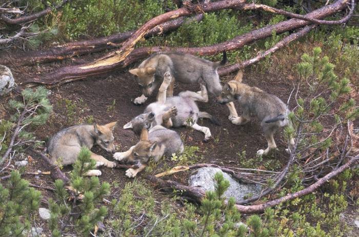 Die Wolfswelpen  sind Teil des engen Familienverbands, in dem sie aufwachsen.