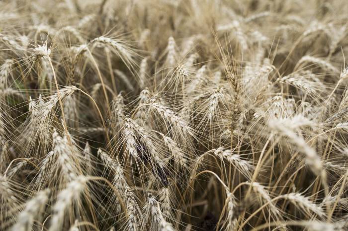 Goldenes Kornfeld wie früher – der traditionelle Getreideanbau erlebt in unserer Region eine neue Blüte.