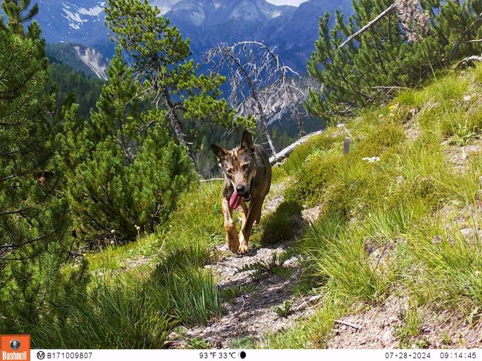 Bei 33°C kommen nicht nur die Wandernden im Nationalpark ordentlich ins Schwitzen – ein Wolf, dokumentiert im Sommer 2024 von einer Kamerafalle.
