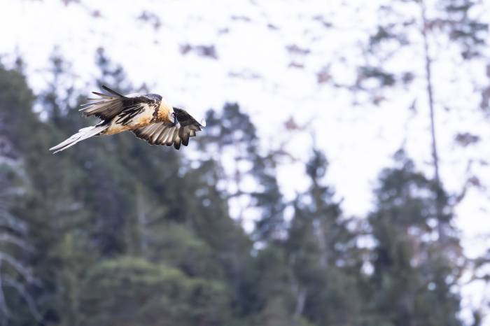 Bartgeier im Stilfserjoch Nationalpark: Die Eltern des ersten frei geschlüpften Bartgeiers im Nationalpark Stilfserjoch wurden im SNP ausgewildert. 