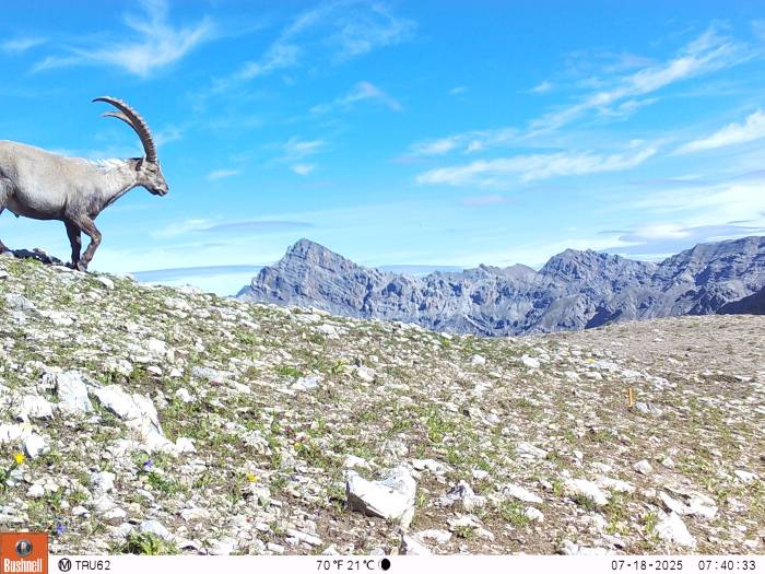 Dieser Schnappschuss einer Fotofalle zeigt einen Steinbock während seiner Grenzwanderung auf der Fuorcla Trupchun. 
