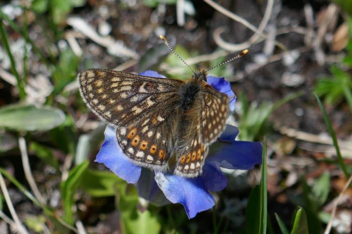 Ein alpiner Goldener Scheckenfalter sitzt auf der Nahrungspflanze seiner Raupe, dem Glocken-Enzian. Diese vom Klimawandel stark betroffene Art ist auf der Macun-Seenplatte noch häufig zu finden. 