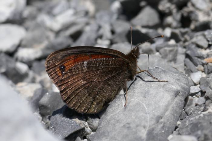 Der Styx-Mohrenfalter ist eine der selteneren Arten, die man im SNP finden kann: In der Ofenpassregion findet sich eine von nur zwei Populationen in der Schweiz. 