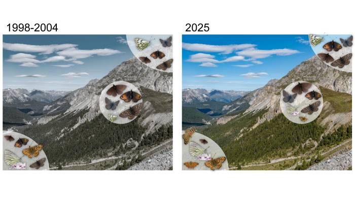 Bedingt durch den Klimawandel ziehen sich alpine Arten in die Hochlagen zurück. Gleichzeitig steigen Arten aus den tieferen Lagen immer höher und neue Arten aus den Tälern wandern ein. 