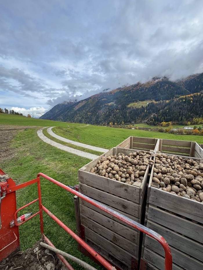 Frisch geerntete Bergkartoffeln.
