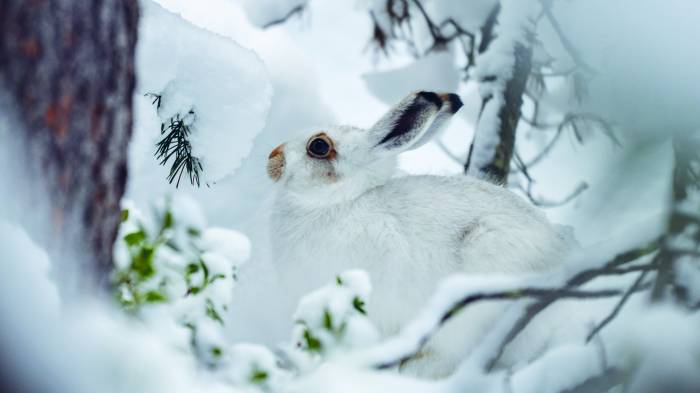 Wenn Schnee liegt, bietet das Winterfell des Schneehasen eine perfekte Tarnung.