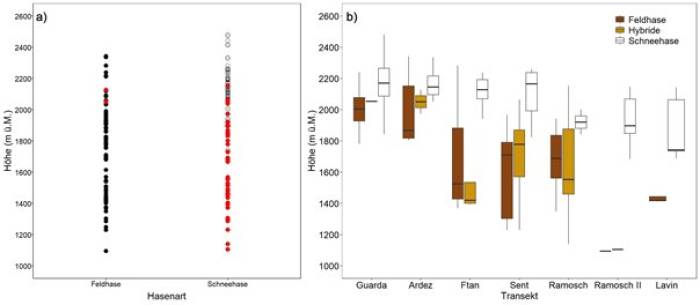 a) Feldhasen (schwarze Pkt.), Alpenschneehasen (weisse Pkt.) und Hybriden (rote Pkt.). Fast alle Hybriden in unserer Untersuchung hatten Alpenschneehasenmütter. 

b) Die Verteilung von Alpenschneehasen, Feldhasen und deren Hybriden im Untersuchungsgebiet auf den verschiedenen Transekten.
