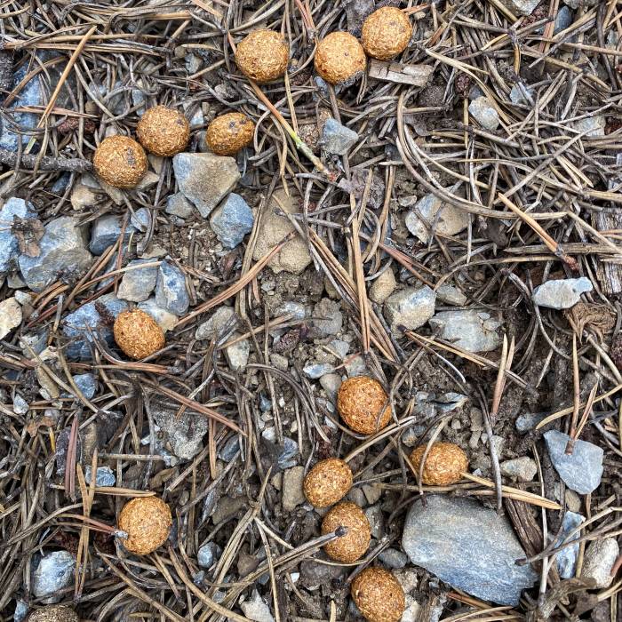 Die Kotkugeln der Hasen enthalten viele spannende genetische Informationen.