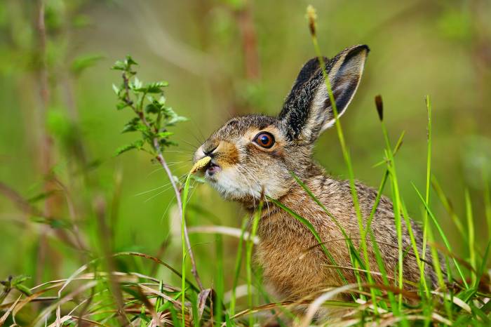 Die Löffel des Feldhasen sind um einiges länger, als diejenigen des Schneehasen.