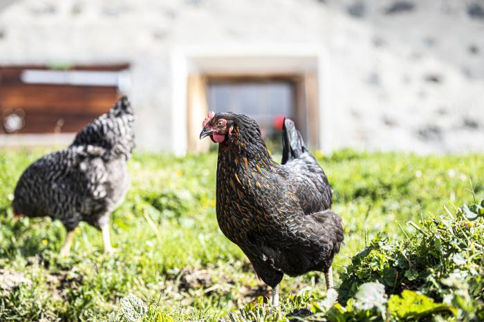 Eier von glücklichen Hühnern mit freiem Auslauf fürs Osternest.