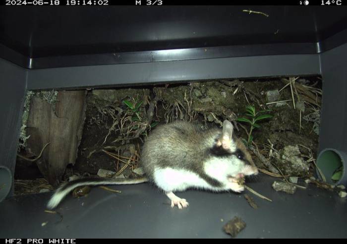 Abendlicher Snack in einer Kamerabox: Die Kamera fängt einen Gartenschläfer beim Fressen ein. 