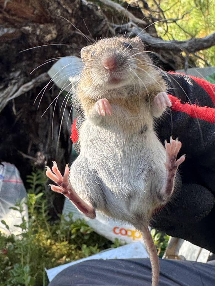 Nahaufnahme einer Alpenwaldmaus, gefangen in einer der Lebendfallen im Schweizerischen Nationalpark.