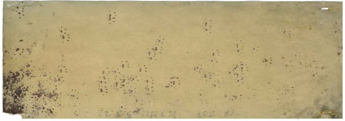 Pfotenspuren im Spurentunnel: Die Tintenabdrücke verraten, welche Kleinsäuger unterwegs waren. 