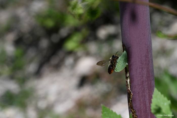 Stängel-Blattschneiderbiene mit Blatt als Baumaterial auf dem Anflug zum Nest.