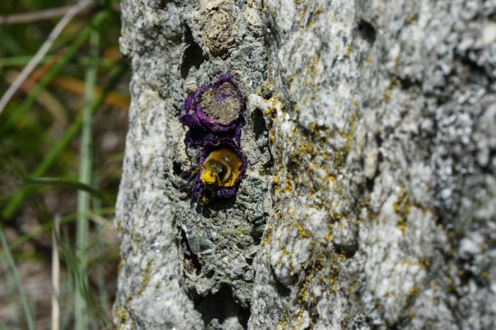 Zottige Felsenbiene (Osmia villosa)