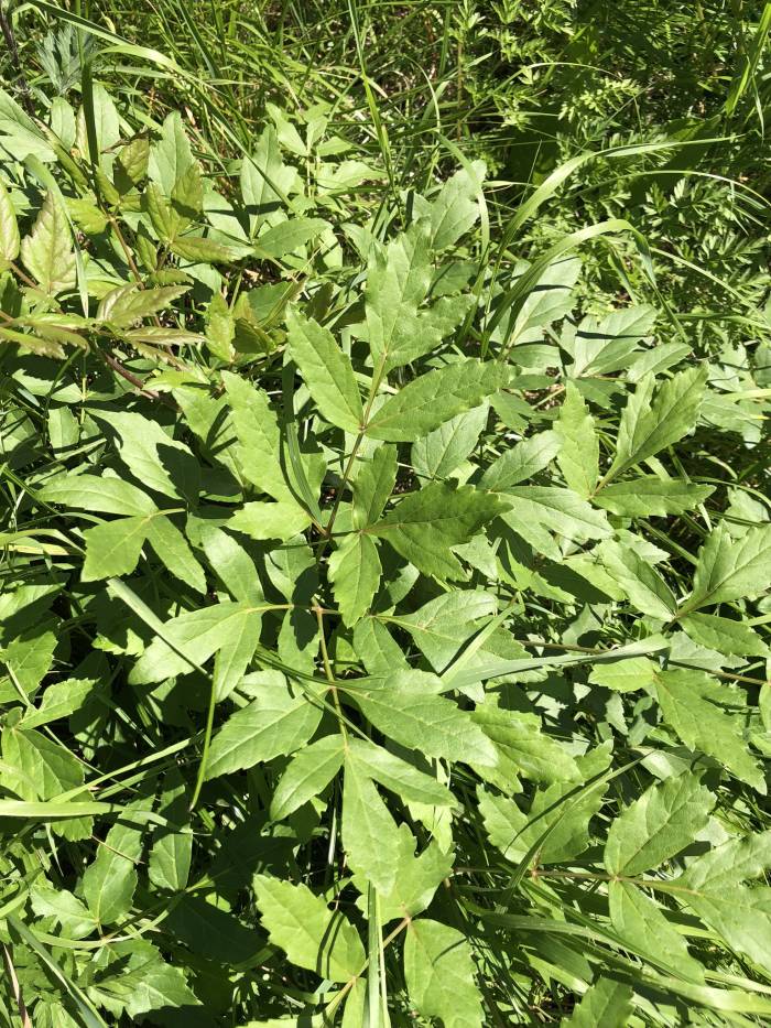 Rosettenblätter des Riesen-Haarstrangs (Peucedanum verticillare) 