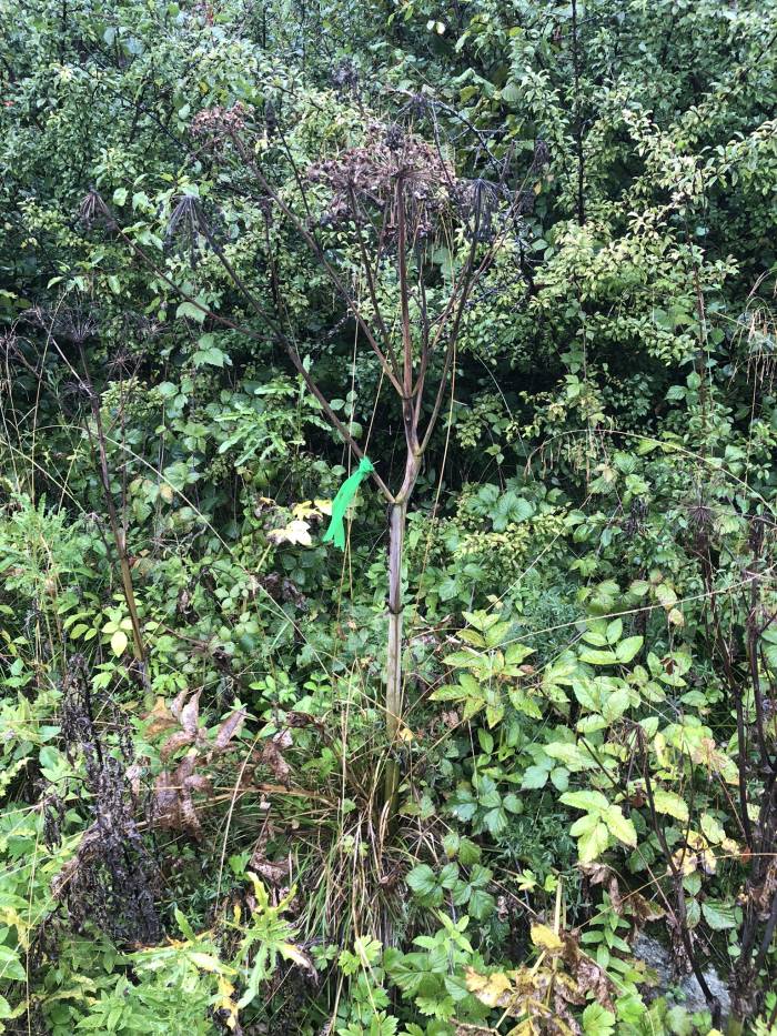 Markierte Engelwurz (Angelica sylvestris)