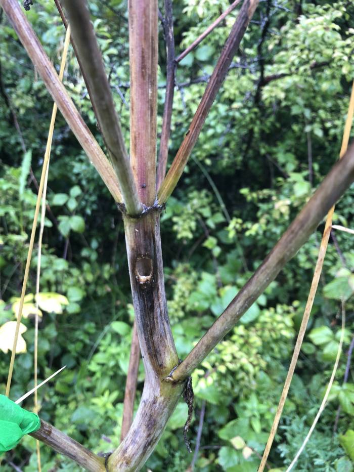 Von der Stängel-Blattschneiderbiene genagtes Loch im Stängel einer markierten Engelwurz.