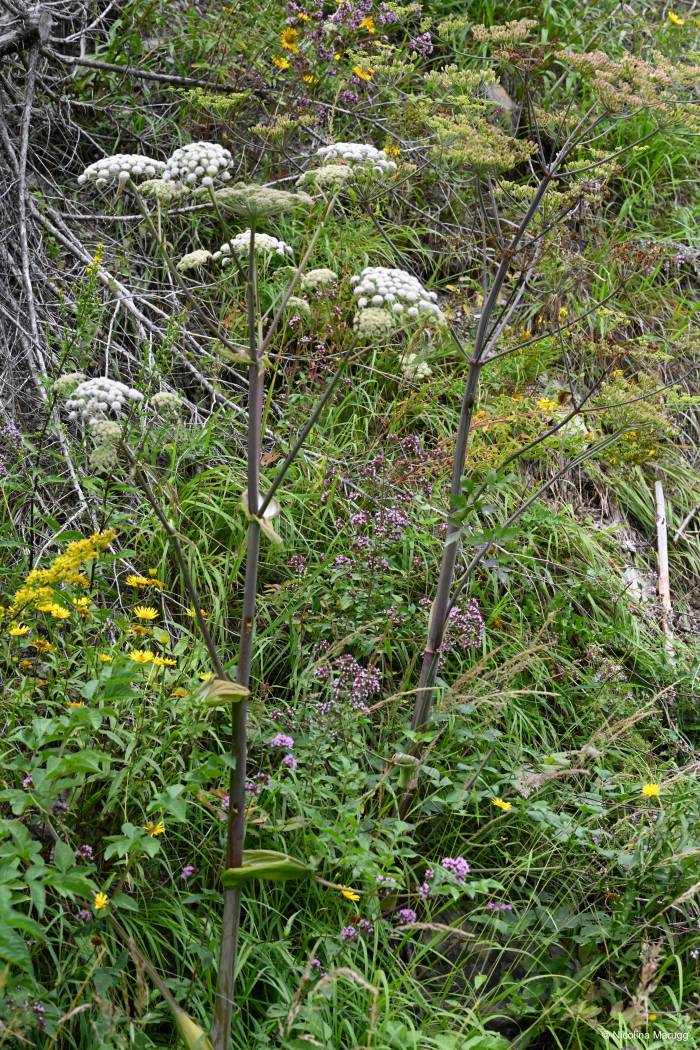 Engelwurz und Riesen-Haarstrang, beides potentielle Neststandorte der Stängel-Blattschneiderbiene.