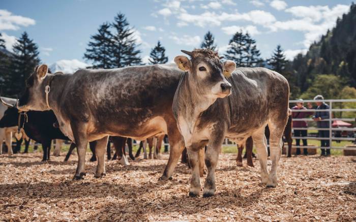 Kühe aller möglichen Rassen gibt's an der agrischa zu sehen.