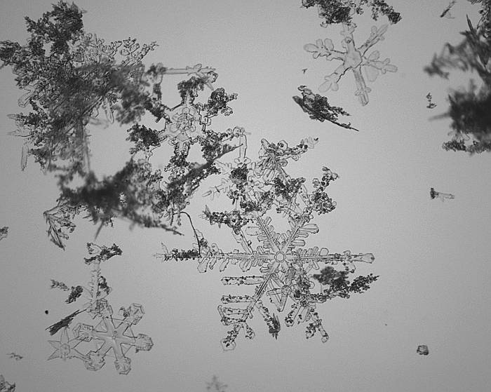 So sehen Neuschneekristalle unter dem Mikroskop aus.