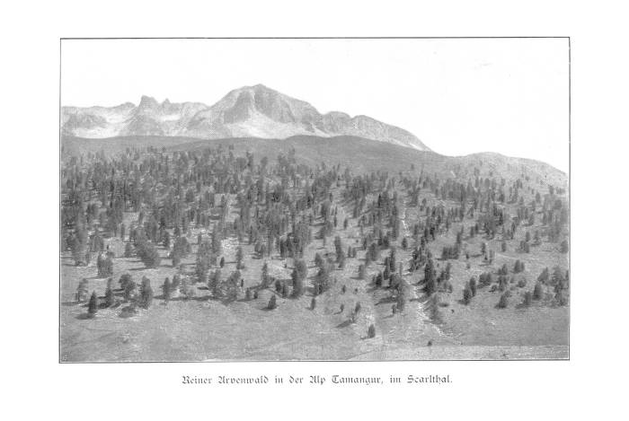 Die älteste bekannte Gegenhangaufnahme des God da Tamangur zeigt, wie licht und lückig der Wald durch die jahrhundertelange Beweidung geworden war. Foto vermutlich 23.8.1901, weitere Angaben im WSL-Bericht.