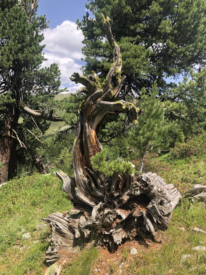 Auf einem toten, umgestürzten Stammfuss einer Arve wächst ein junger Baum. 