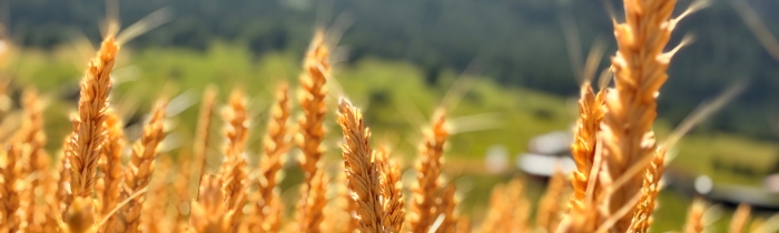 Goldene Ähren, reiche Ernte. 