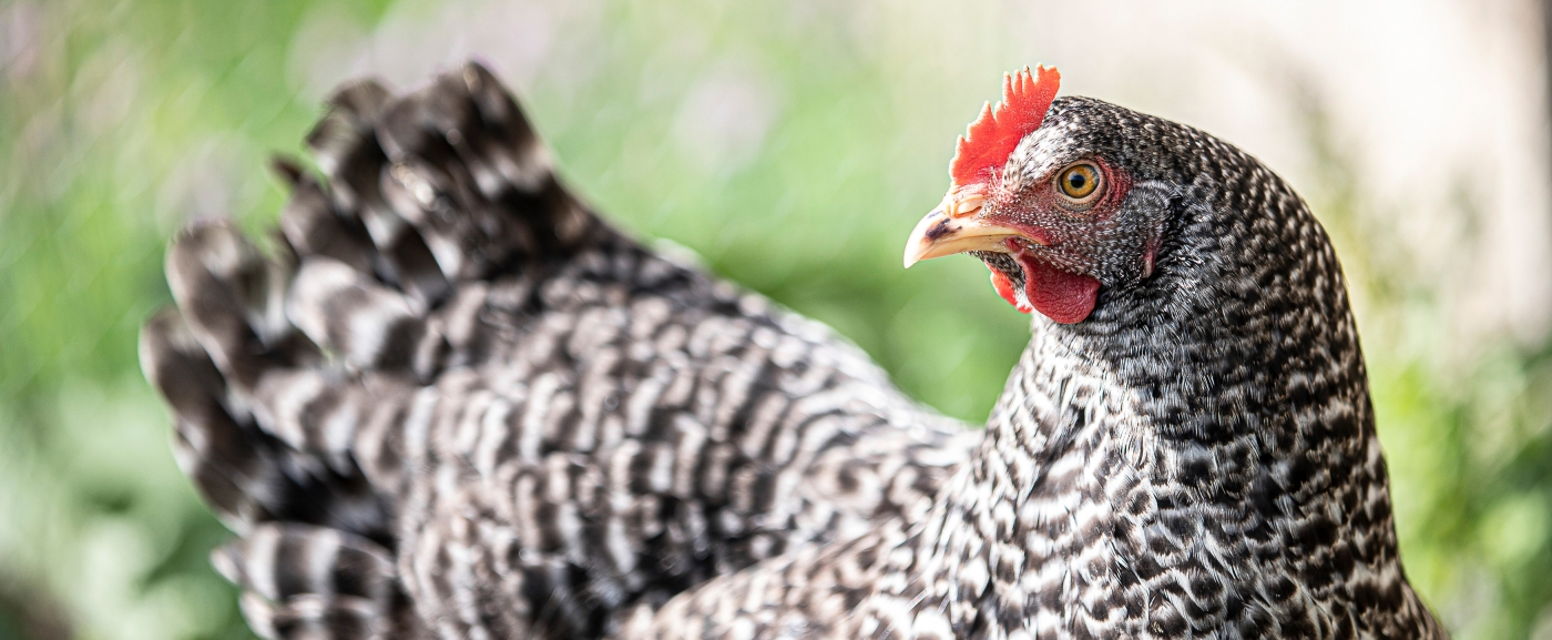 Bild: Produzieren lokal – nicht nur für den Osterhasen – die zahlreichen Legehennen der Region.