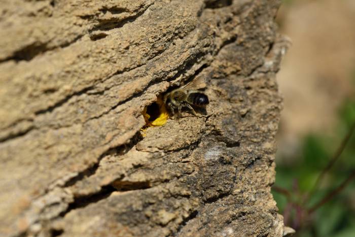 Osmia villosa, Mauerbiene, beim Auskleiden des Nests mit Blättern des Sonnenröschens.