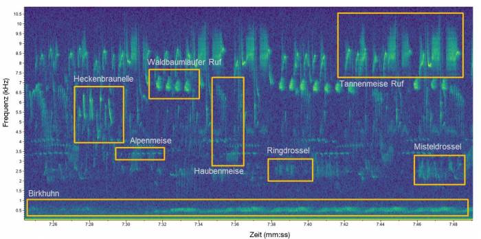 Darstellung eines Spektrogramms. Die Gesänge/Rufe unterschiedlicher Vogelarten sind gelb markiert.