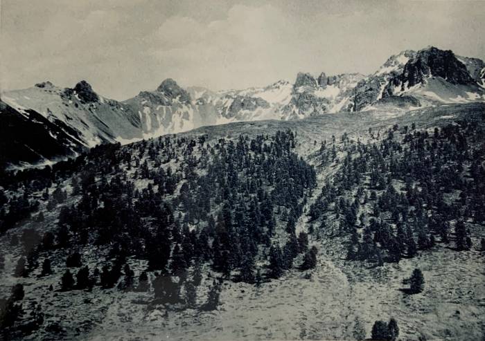 «Arvenwald in der Alp Tamangur, im Scarltal» 1902 Ernst Muret, Coaz, J. und Schroeter, C. (1902) Ein Besuch im Val Scarl.