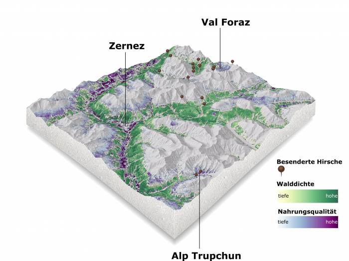 Standorte besenderter Hirsche mit den Informationen zur Walddichte (gelb – grün) und der Nahrungsqualität (blau – violett).